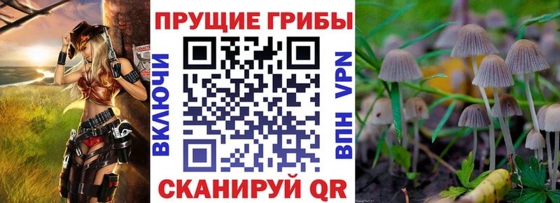 МЕГА   Ногинск  Псилоцибиновые грибы Psilocybe 